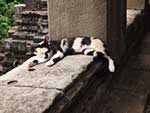回廊で休む猫
