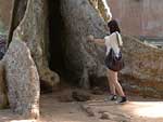 北付属寺院東側の穴あき木